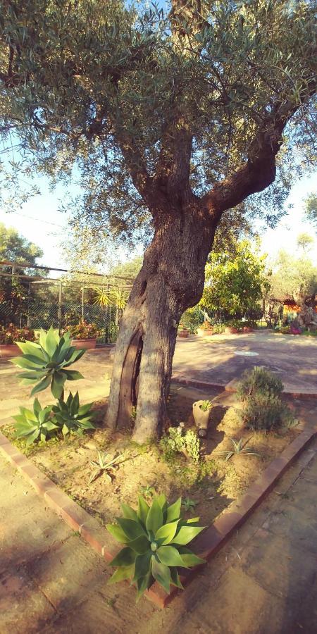 לינה וארוחת בוקר רוסאנו La Piana Degli Ulivi מראה חיצוני תמונה
